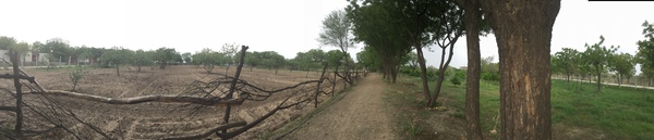 new 60 metre fence to protect corn and veggie field 600